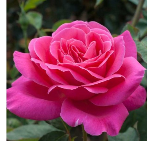 Роза Пинк Пис (Pink Peace)